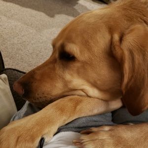 Meet your Posher, Dawn